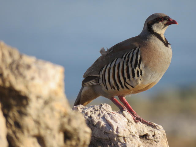 Chukar