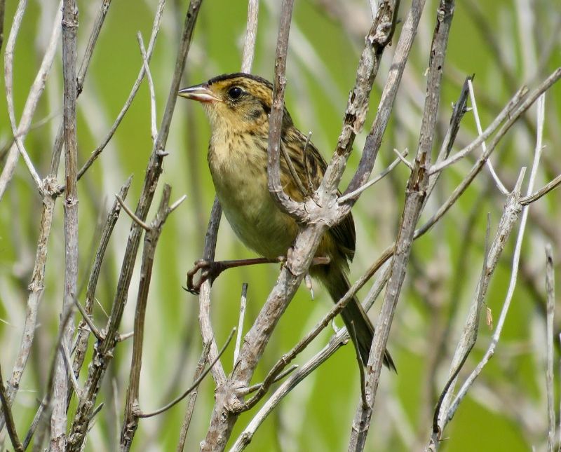 Saltmarsh Sparrow
