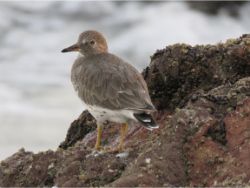 Surfbird