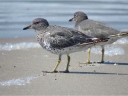 Surfbird