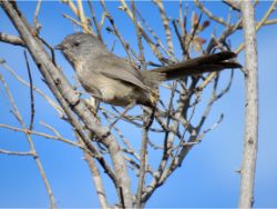 Wrentit